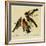 Four Grosbeaks-John James Audubon-Framed Premium Giclee Print