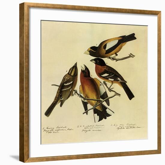 Four Grosbeaks-John James Audubon-Framed Premium Giclee Print