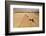 Four Harvesters Combing on a Prairie Landscape in Formation-Tyler Olson-Framed Photographic Print