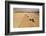 Four Harvesters Combing on a Prairie Landscape in Formation-Tyler Olson-Framed Photographic Print