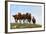 Four Horses, Kansas, USA-Michael Scheufler-Framed Photographic Print