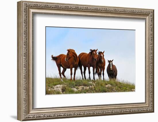 Four Horses, Kansas, USA-Michael Scheufler-Framed Photographic Print