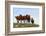 Four Horses, Kansas, USA-Michael Scheufler-Framed Photographic Print