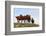 Four Horses, Kansas, USA-Michael Scheufler-Framed Photographic Print