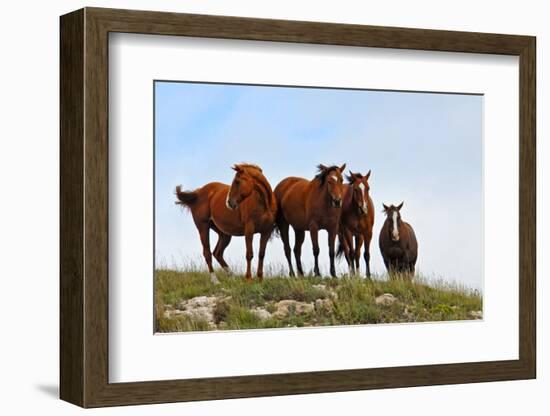 Four Horses, Kansas, USA-Michael Scheufler-Framed Photographic Print