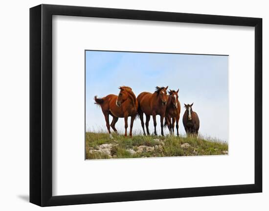 Four Horses, Kansas, USA-Michael Scheufler-Framed Photographic Print