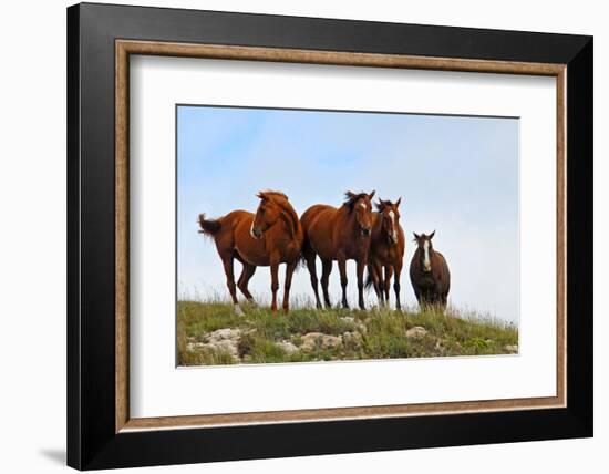 Four Horses, Kansas, USA-Michael Scheufler-Framed Photographic Print