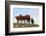 Four Horses, Kansas, USA-Michael Scheufler-Framed Photographic Print