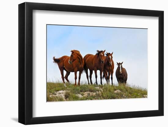 Four Horses, Kansas, USA-Michael Scheufler-Framed Photographic Print