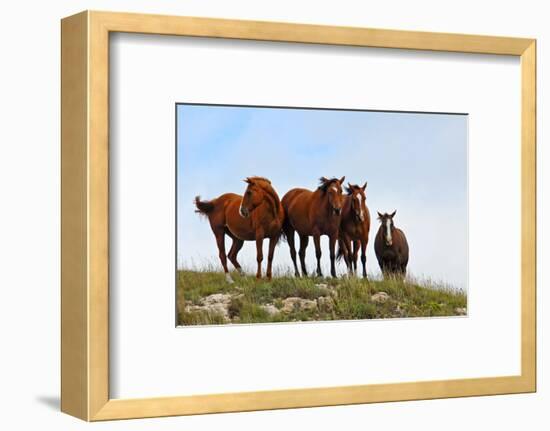 Four Horses, Kansas, USA-Michael Scheufler-Framed Photographic Print