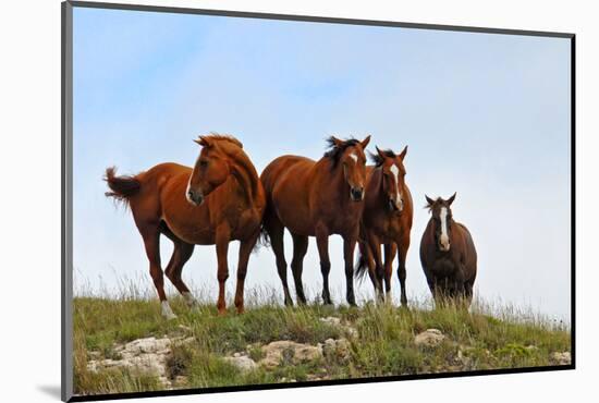 Four Horses, Kansas, USA-Michael Scheufler-Mounted Photographic Print