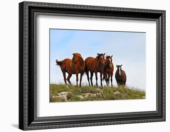 Four Horses, Kansas, USA-Michael Scheufler-Framed Photographic Print