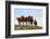 Four Horses, Kansas, USA-Michael Scheufler-Framed Photographic Print