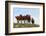 Four Horses, Kansas, USA-Michael Scheufler-Framed Photographic Print