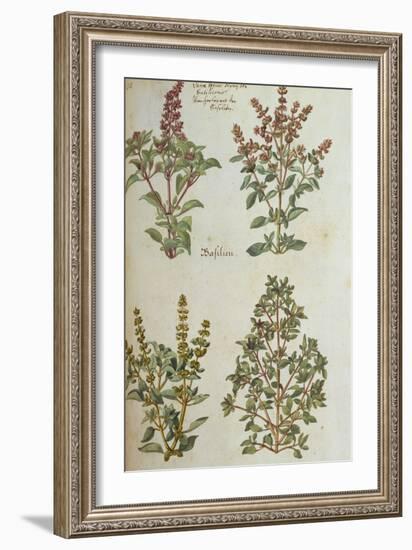 Four Kinds of Basil. from 'Camerarius Florilegium'-Joachim Camerarius-Framed Giclee Print