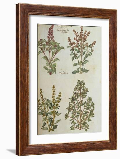 Four Kinds of Basil. from 'Camerarius Florilegium'-Joachim Camerarius-Framed Giclee Print