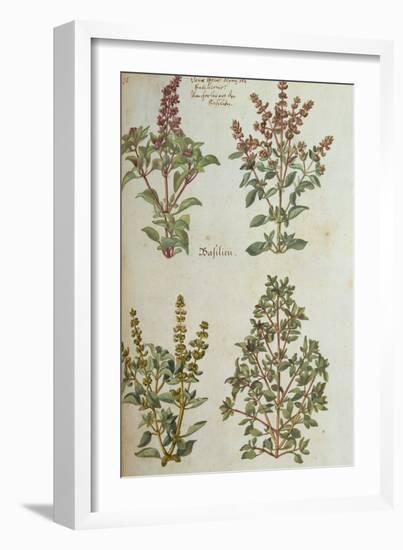 Four Kinds of Basil. from 'Camerarius Florilegium'-Joachim Camerarius-Framed Giclee Print