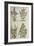 Four Kinds of Basil. from 'Camerarius Florilegium'-Joachim Camerarius-Framed Giclee Print