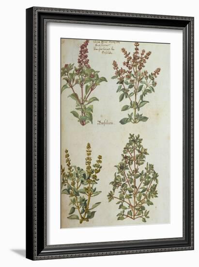 Four Kinds of Basil. from 'Camerarius Florilegium'-Joachim Camerarius-Framed Giclee Print