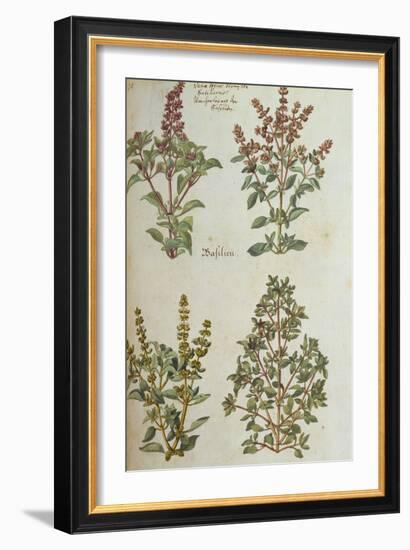 Four Kinds of Basil. from 'Camerarius Florilegium'-Joachim Camerarius-Framed Giclee Print