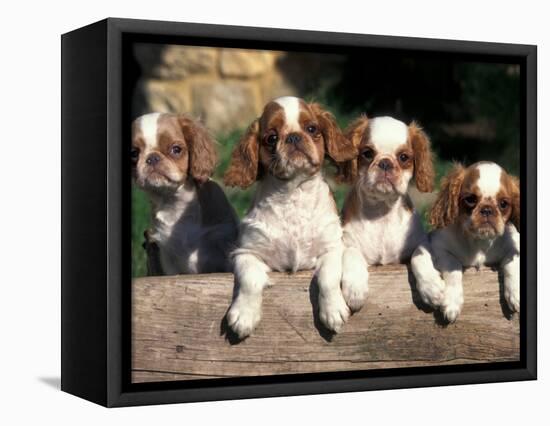 Four King Charles Cavalier Spaniel Puppies with Log-Adriano Bacchella-Framed Premier Image Canvas