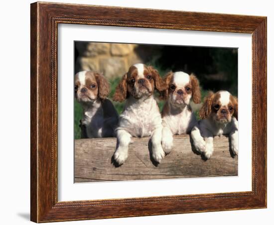 Four King Charles Cavalier Spaniel Puppies with Log-Adriano Bacchella-Framed Photographic Print