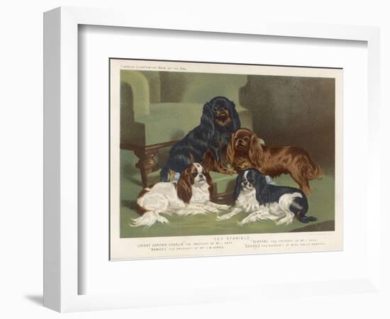 Four King Charles Spaniels One of Each Colour: 1. Blenheim 2. Black and Tan 3. Ruby 4. Tricolour-null-Framed Art Print