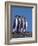 Four King Penguins in a Mating Ritual March, South Georgia Island-Charles Sleicher-Framed Photographic Print