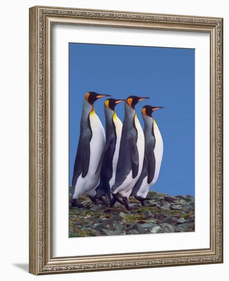 Four King Penguins in a Mating Ritual March, South Georgia Island-Charles Sleicher-Framed Photographic Print