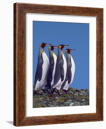 Four King Penguins in a Mating Ritual March, South Georgia Island-Charles Sleicher-Framed Photographic Print