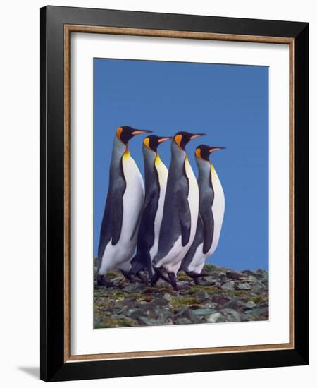 Four King Penguins in a Mating Ritual March, South Georgia Island-Charles Sleicher-Framed Photographic Print