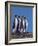 Four King Penguins in a Mating Ritual March, South Georgia Island-Charles Sleicher-Framed Photographic Print