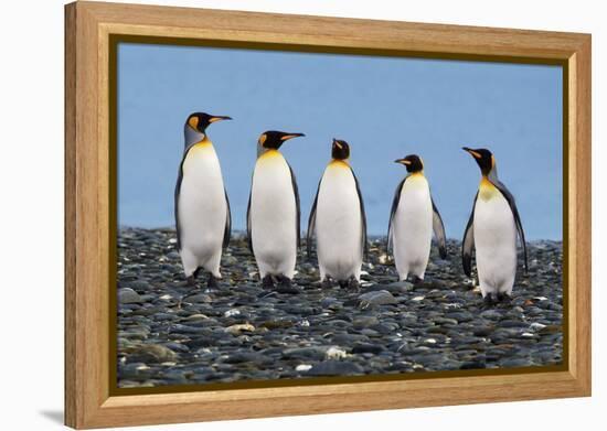 Four King Penguins-Howard Ruby-Framed Premier Image Canvas