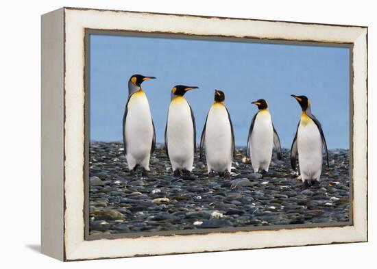 Four King Penguins-Howard Ruby-Framed Premier Image Canvas