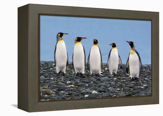 Four King Penguins-Howard Ruby-Framed Premier Image Canvas