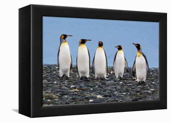 Four King Penguins-Howard Ruby-Framed Premier Image Canvas