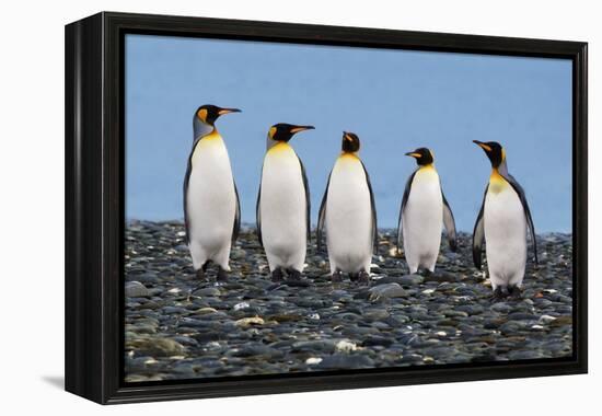 Four King Penguins-Howard Ruby-Framed Premier Image Canvas