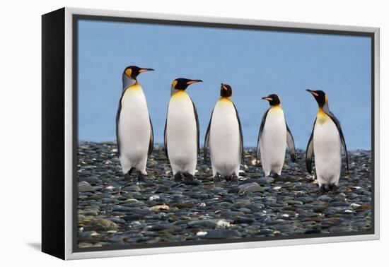 Four King Penguins-Howard Ruby-Framed Premier Image Canvas