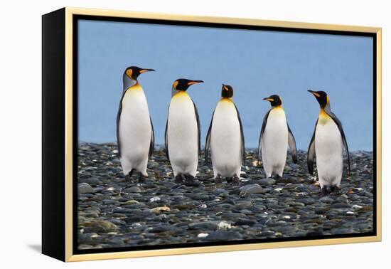 Four King Penguins-Howard Ruby-Framed Premier Image Canvas