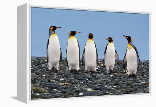 Four King Penguins-Howard Ruby-Framed Premier Image Canvas