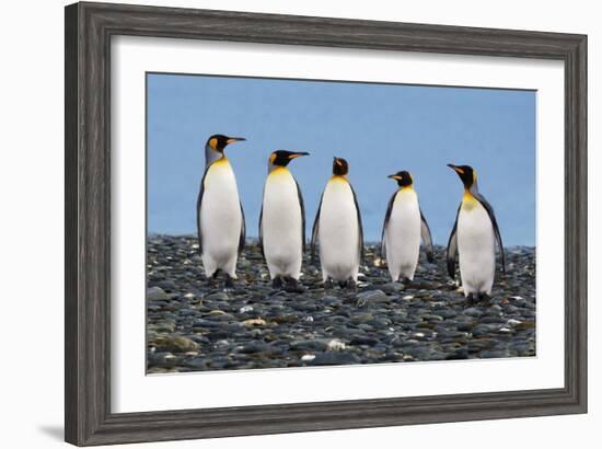 Four King Penguins-Howard Ruby-Framed Photographic Print