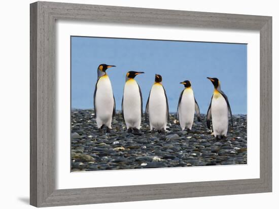 Four King Penguins-Howard Ruby-Framed Photographic Print