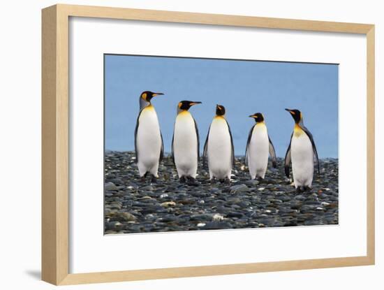 Four King Penguins-Howard Ruby-Framed Photographic Print