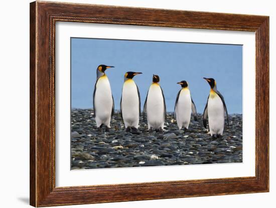 Four King Penguins-Howard Ruby-Framed Photographic Print