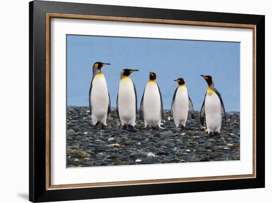 Four King Penguins-Howard Ruby-Framed Photographic Print