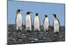 Four King Penguins-Howard Ruby-Mounted Photographic Print