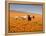 Four Labrador Retrievers Running Through Poppies in Antelope Valley, California, USA-Zandria Muench Beraldo-Framed Premier Image Canvas