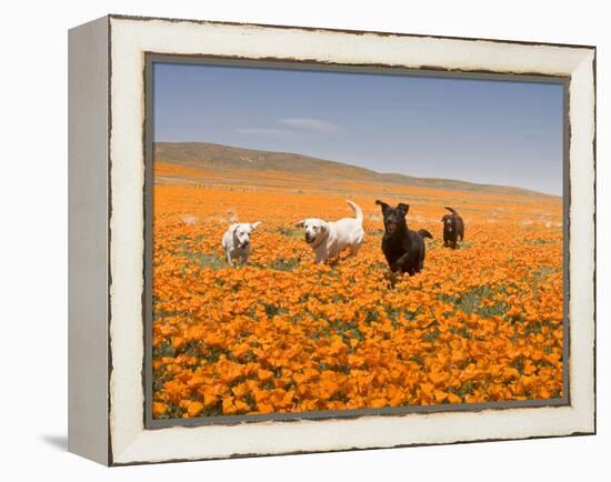 Four Labrador Retrievers Running Through Poppies in Antelope Valley, California, USA-Zandria Muench Beraldo-Framed Premier Image Canvas