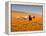 Four Labrador Retrievers Running Through Poppies in Antelope Valley, California, USA-Zandria Muench Beraldo-Framed Premier Image Canvas