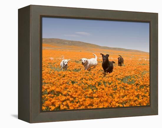 Four Labrador Retrievers Running Through Poppies in Antelope Valley, California, USA-Zandria Muench Beraldo-Framed Premier Image Canvas